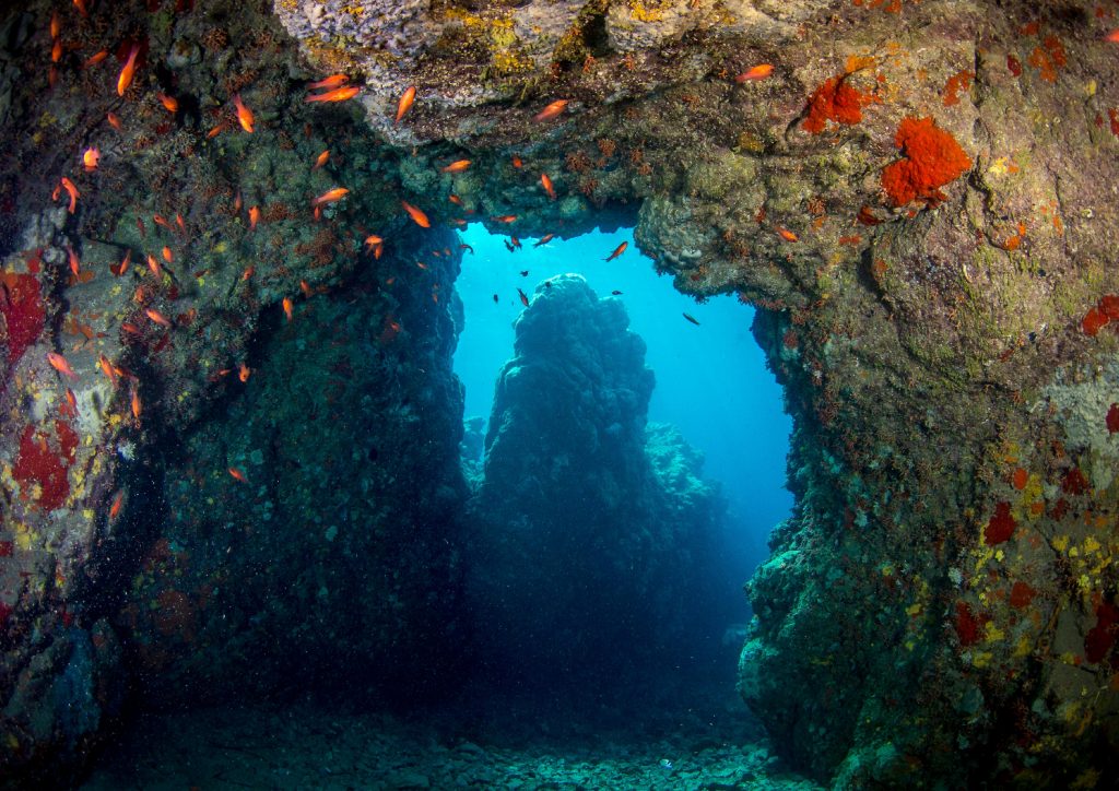 horizontal4 01 1024x724 - Inmersión Cueva del Francés